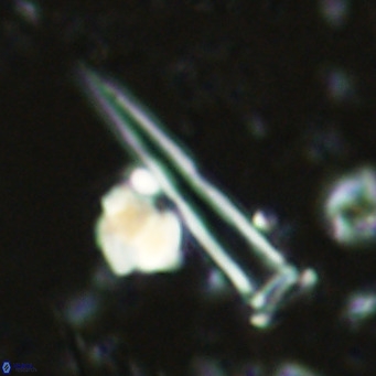 Blackites spinula VR 02888