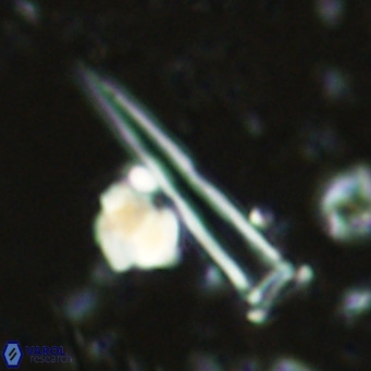 Blackites spinula VR 02888