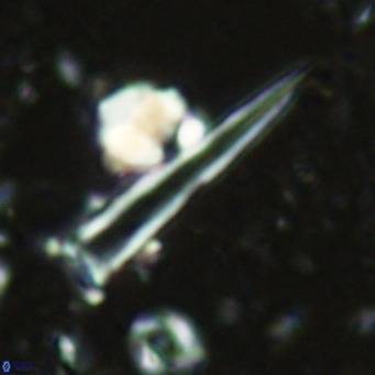 Blackites spinula VR 02891