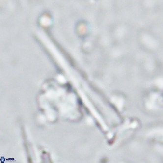 Blackites spinula VR 02894