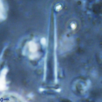 Blackites spinula VR 02896