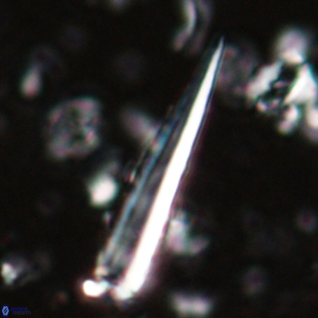 Blackites praeinflatus VR 025188