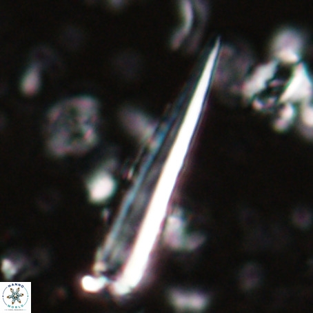 Blackites praeinflatus VR 025188