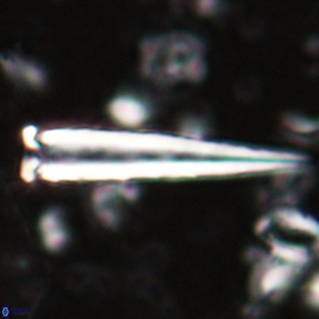 Blackites praeinflatus VR 025192