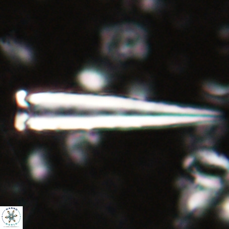 Blackites praeinflatus VR 025192