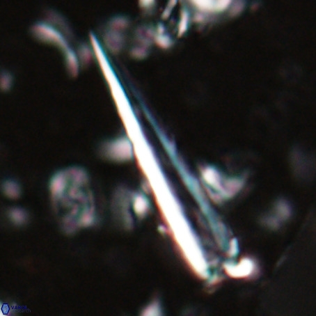 Blackites praeinflatus VR 025194