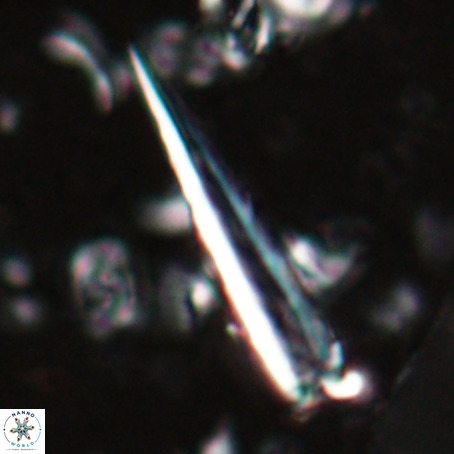 Blackites praeinflatus VR 025194