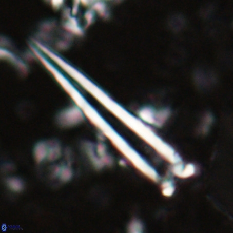 Blackites praeinflatus VR 025197