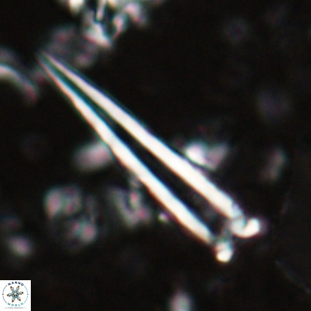 Blackites praeinflatus VR 025197