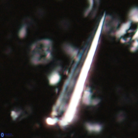 Blackites praeinflatus VR 025200