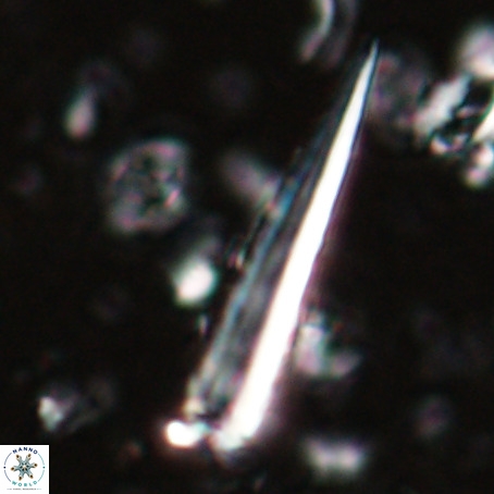 Blackites praeinflatus VR 025200