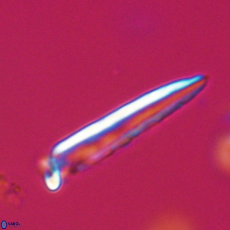 Blackites praeinflatus VR 31267
