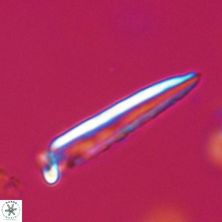 Blackites praeinflatus VR 31267
