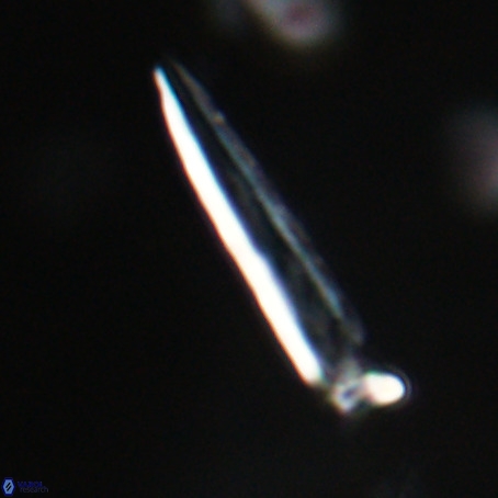 Blackites praeinflatus VR 31269