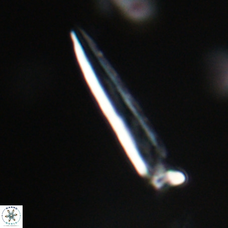 Blackites praeinflatus VR 31269