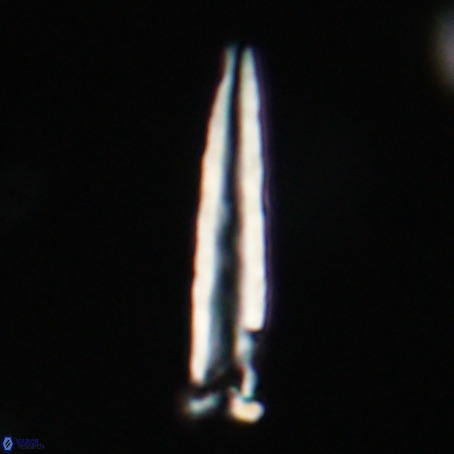 Blackites praeinflatus VR 31260