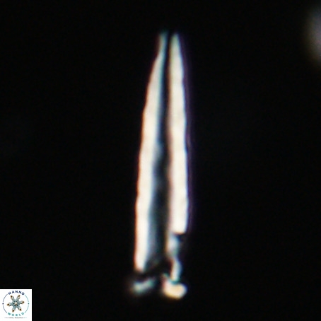 Blackites praeinflatus VR 31260