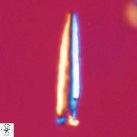 Blackites praeinflatus VR 31261