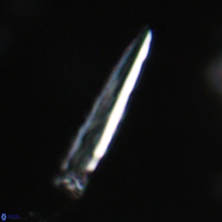 Blackites praeinflatus VR 31262