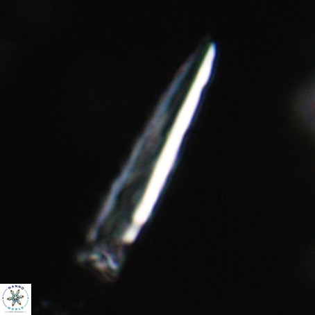 Blackites praeinflatus VR 31262