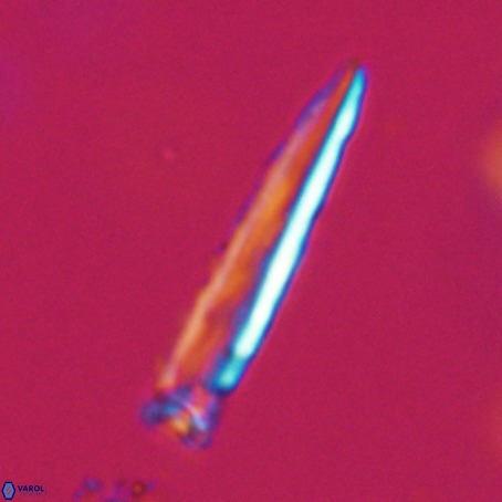 Blackites praeinflatus VR 31263