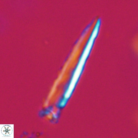 Blackites praeinflatus VR 31263