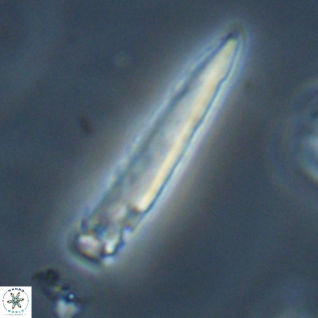 Blackites praeinflatus VR 31275