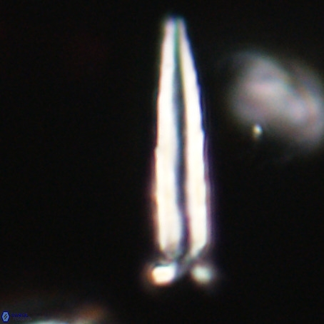 Blackites praeinflatus VR 31278