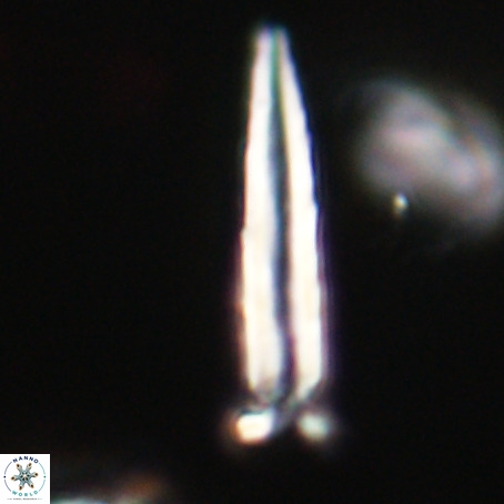 Blackites praeinflatus VR 31278