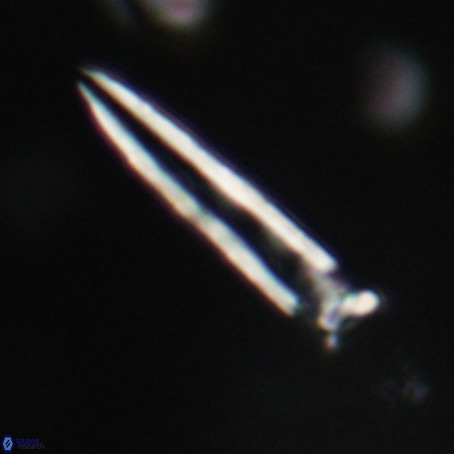 Blackites praeinflatus VR 31270