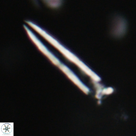 Blackites praeinflatus VR 31270