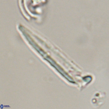 Blackites praeinflatus VR 31272