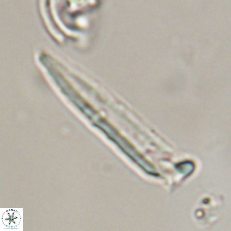 Blackites praeinflatus VR 31272