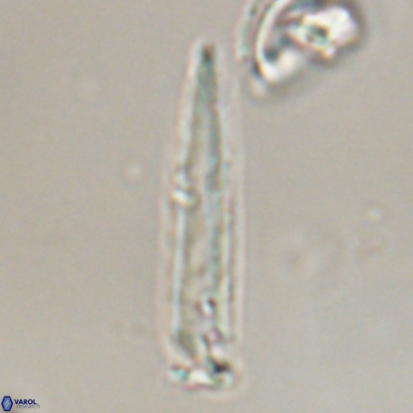 Blackites praeinflatus VR 31273