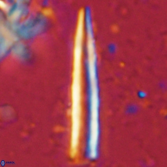 Blackites tenuis VR 02679