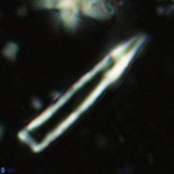 Blackites tenuis VR 02684