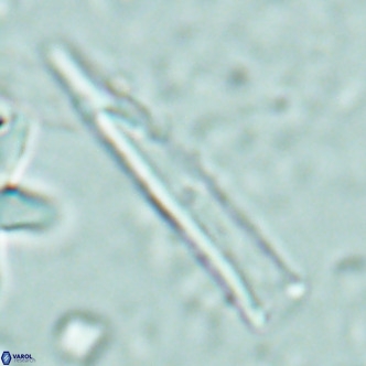 Blackites tenuis VR 02687