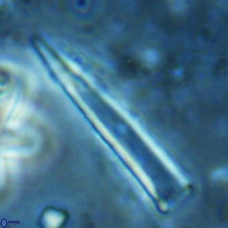 Blackites tenuis VR 02688