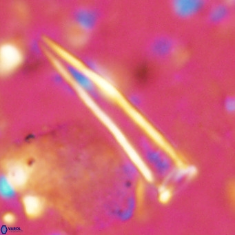 Blackites tenuis VR 02914