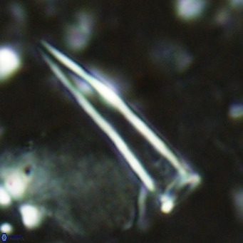 Blackites tenuis VR 02916