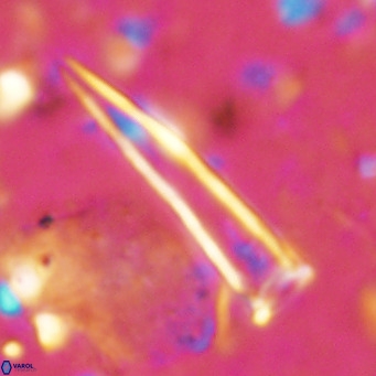 Blackites tenuis VR 02917