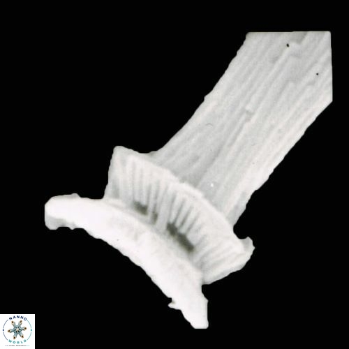 Blackites truncatus S4 11