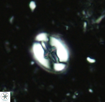 Broinsonia dentata 4794