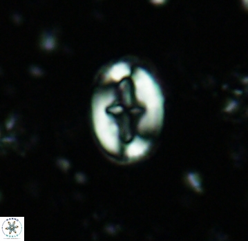 Broinsonia dentata 4796