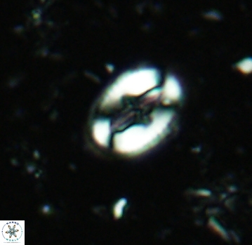 Broinsonia dentata 4799