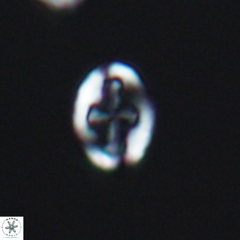 Broinsonia dentata 6391