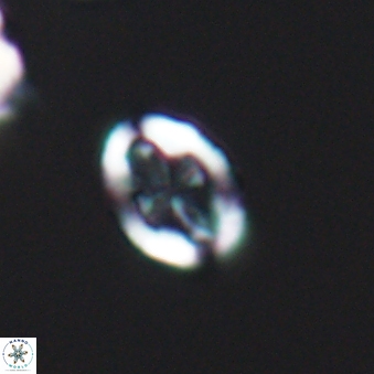 Broinsonia dentata 6394