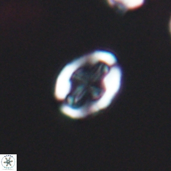 Broinsonia dentata 6395