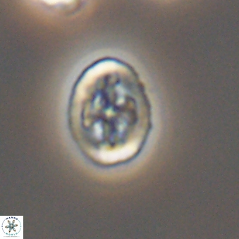 Broinsonia dentata 6397