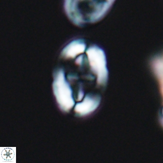 Broinsonia dentata 7915